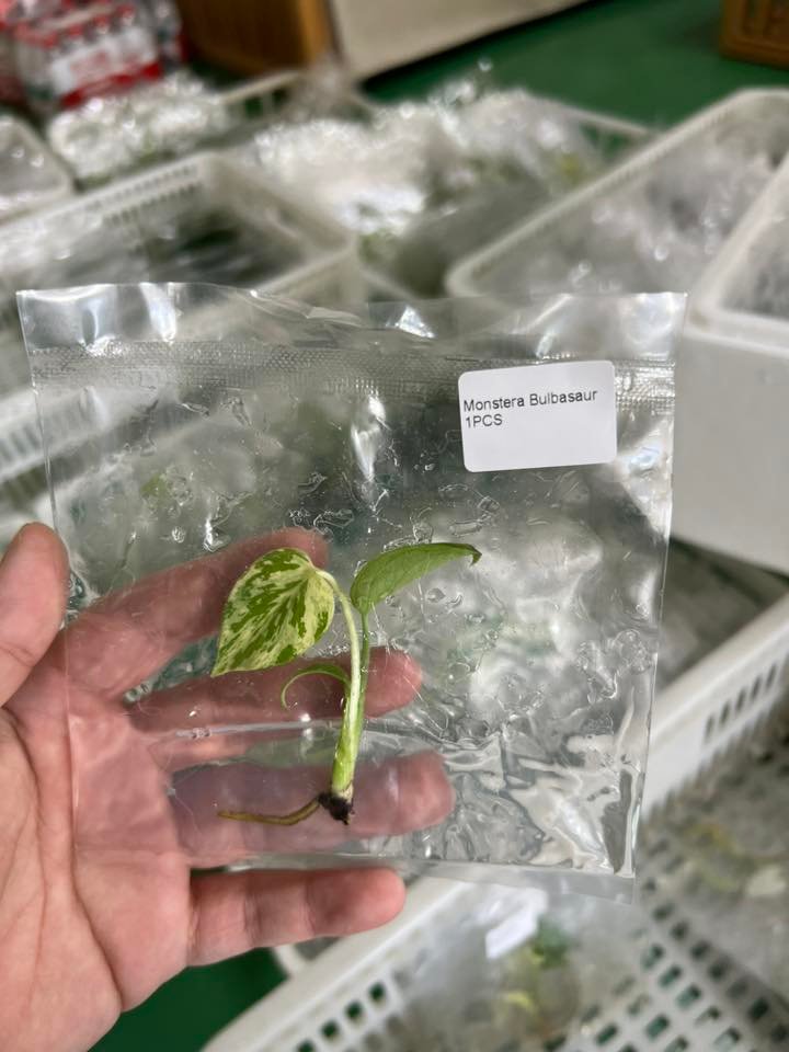 Tissue culture plant in a sterile bag