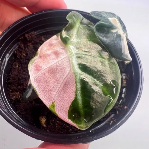 Healthy starter plant