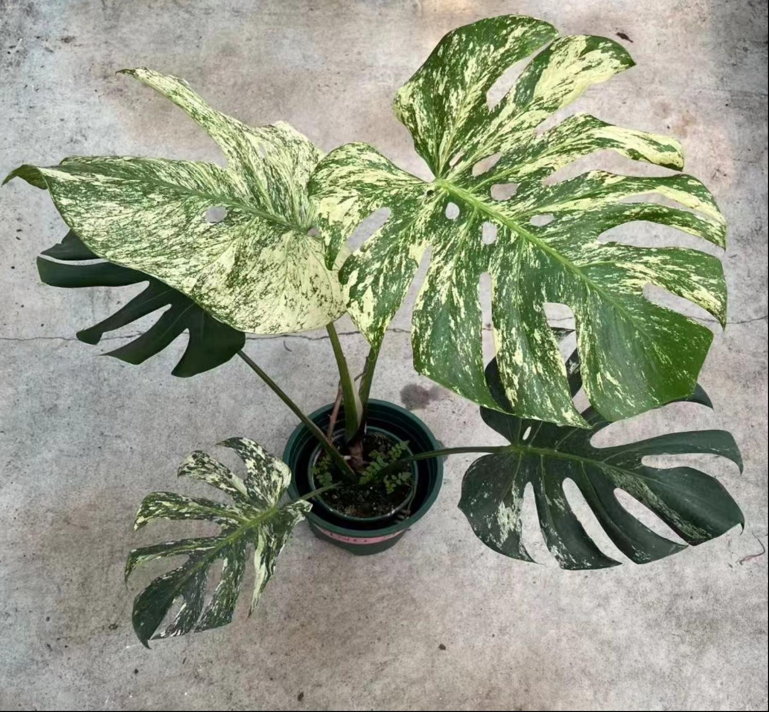 Monstera