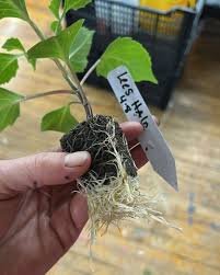 Acclimated starter plant plugs in a tray