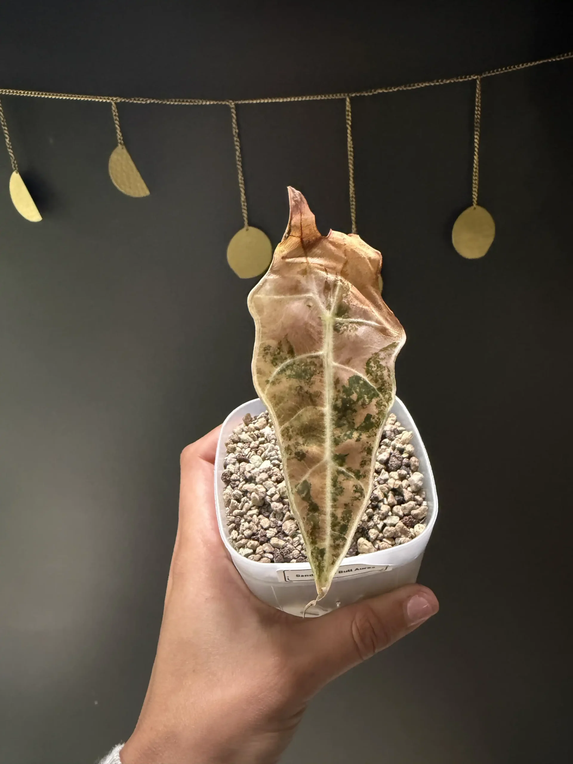 Sanderiana Bull Aurea