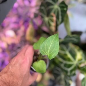 Anthurium Delta Force Starter plant for sale