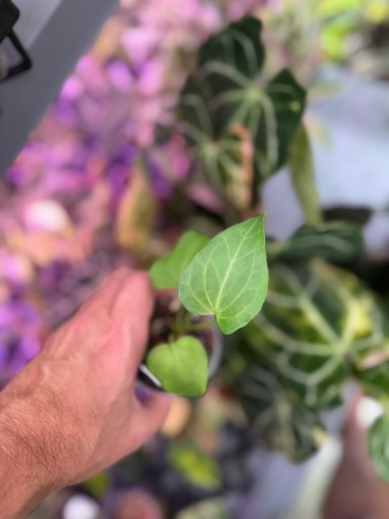 Anthurium Delta Force Starter plant for sale