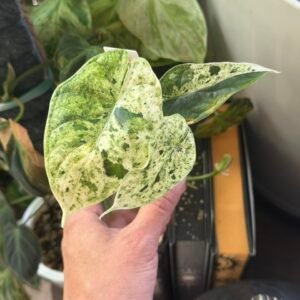002 Dragon Scale Mint