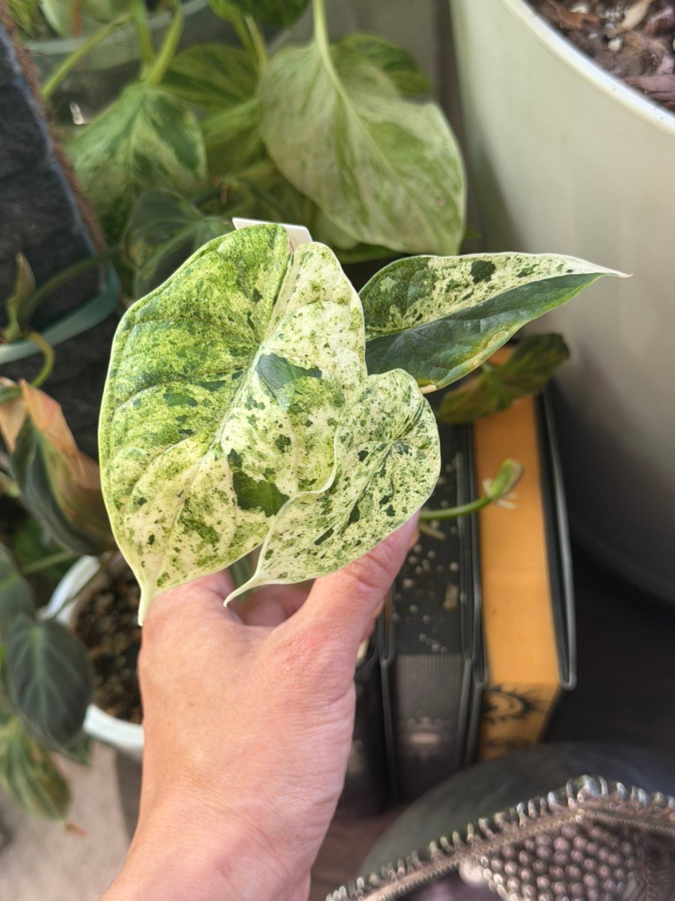 002 Dragon Scale Mint