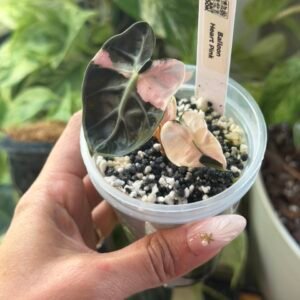 Exact Plant #103