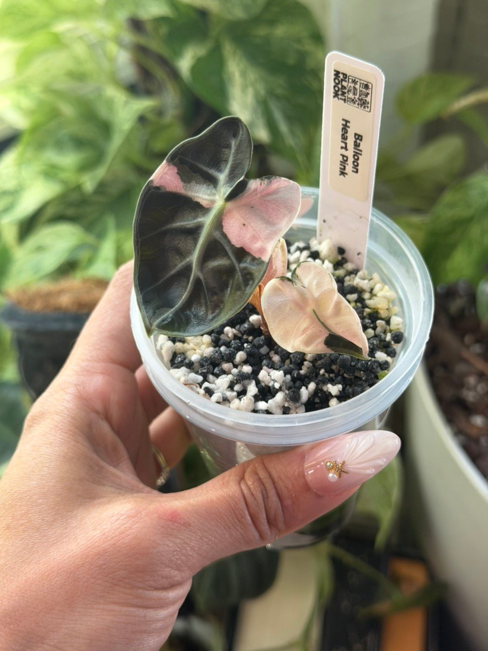 Exact Plant #103