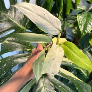 Philodendron Whipple Way