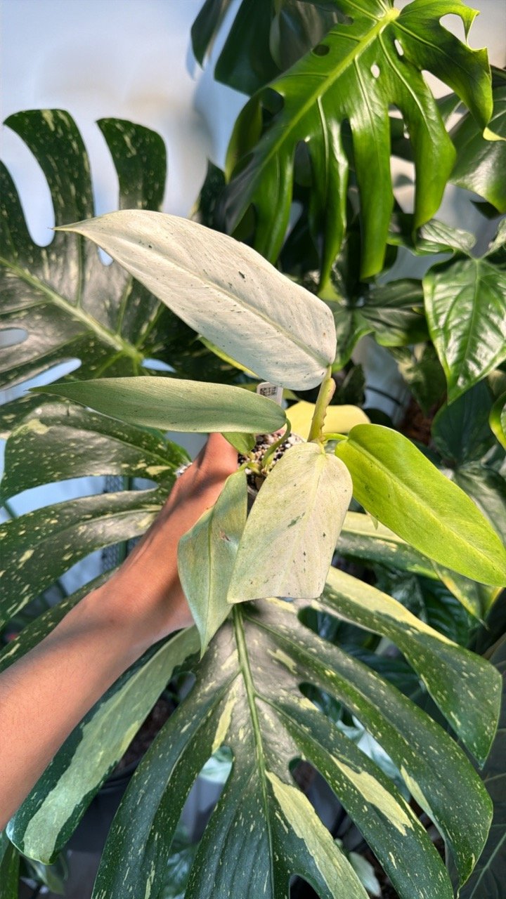 Philodendron Whipple Way