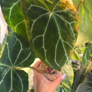 0393 Anthurium Crystallinum Varigated