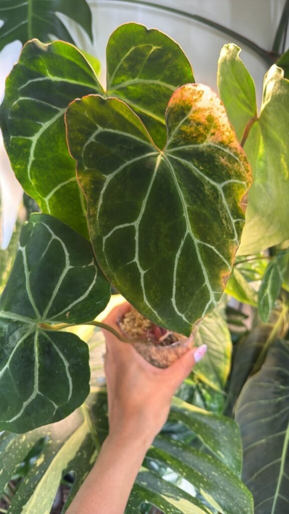 0393 Anthurium Crystallinum Varigated
