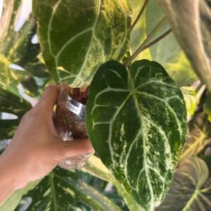 0394 Anthurium Crystallinum Varigated