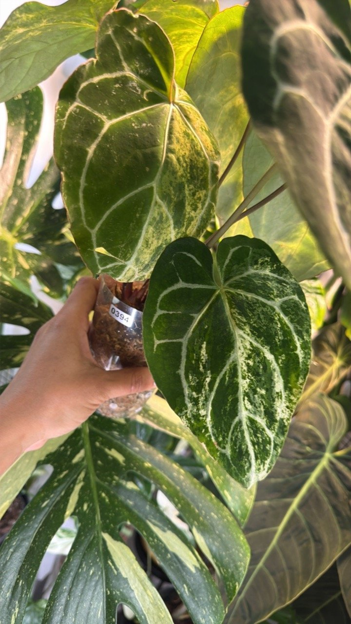 0394 Anthurium Crystallinum Varigated