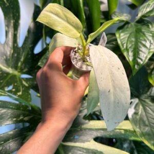 Philodendron Whipple Way #0400 (Exact Plant)