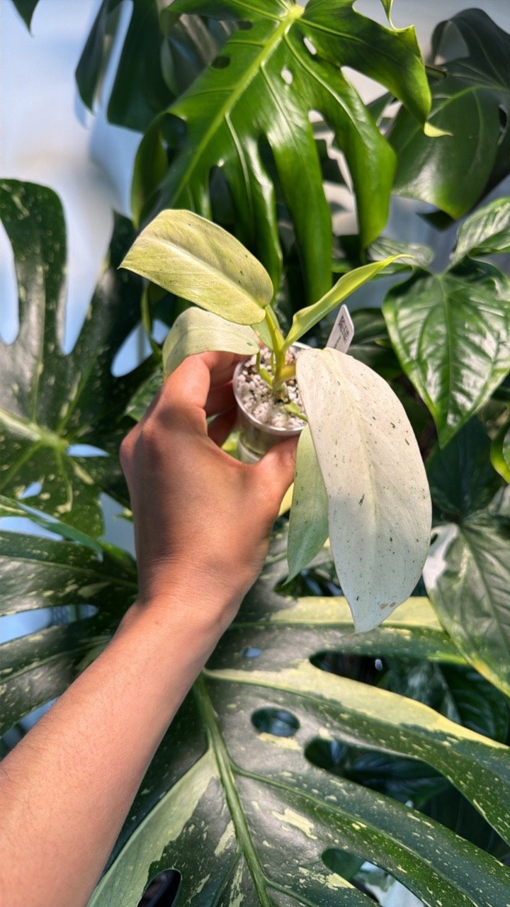 Philodendron Whipple Way #0400 (Exact Plant)