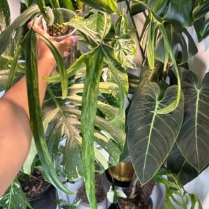 0417 Philo Parolaense mint