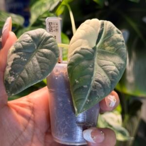 Alocasia Maharani Albo