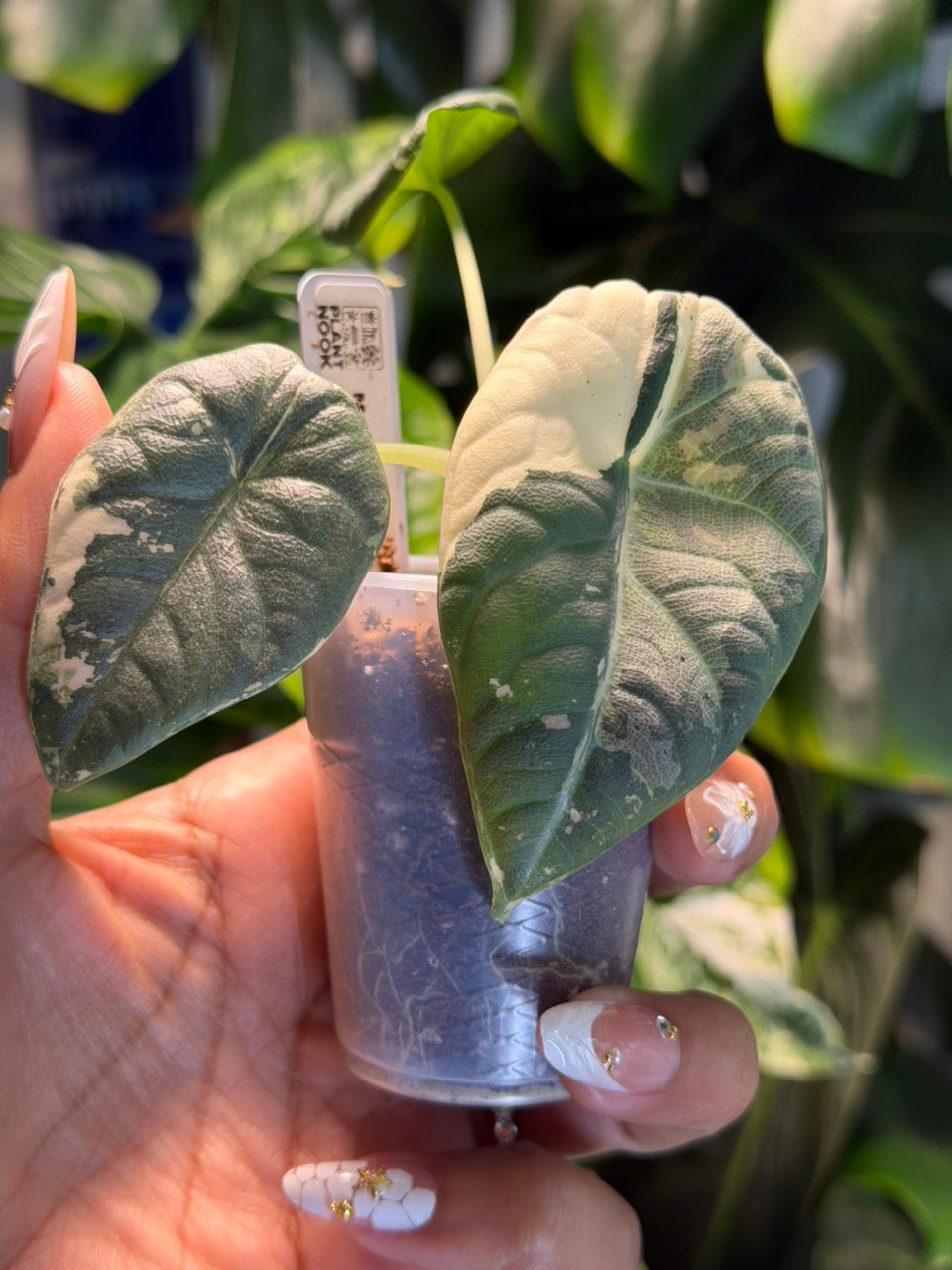 Alocasia Maharani Albo