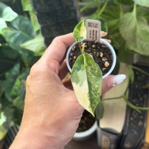 Alocasia Heterophylla Metallic Blue Aurea #0453