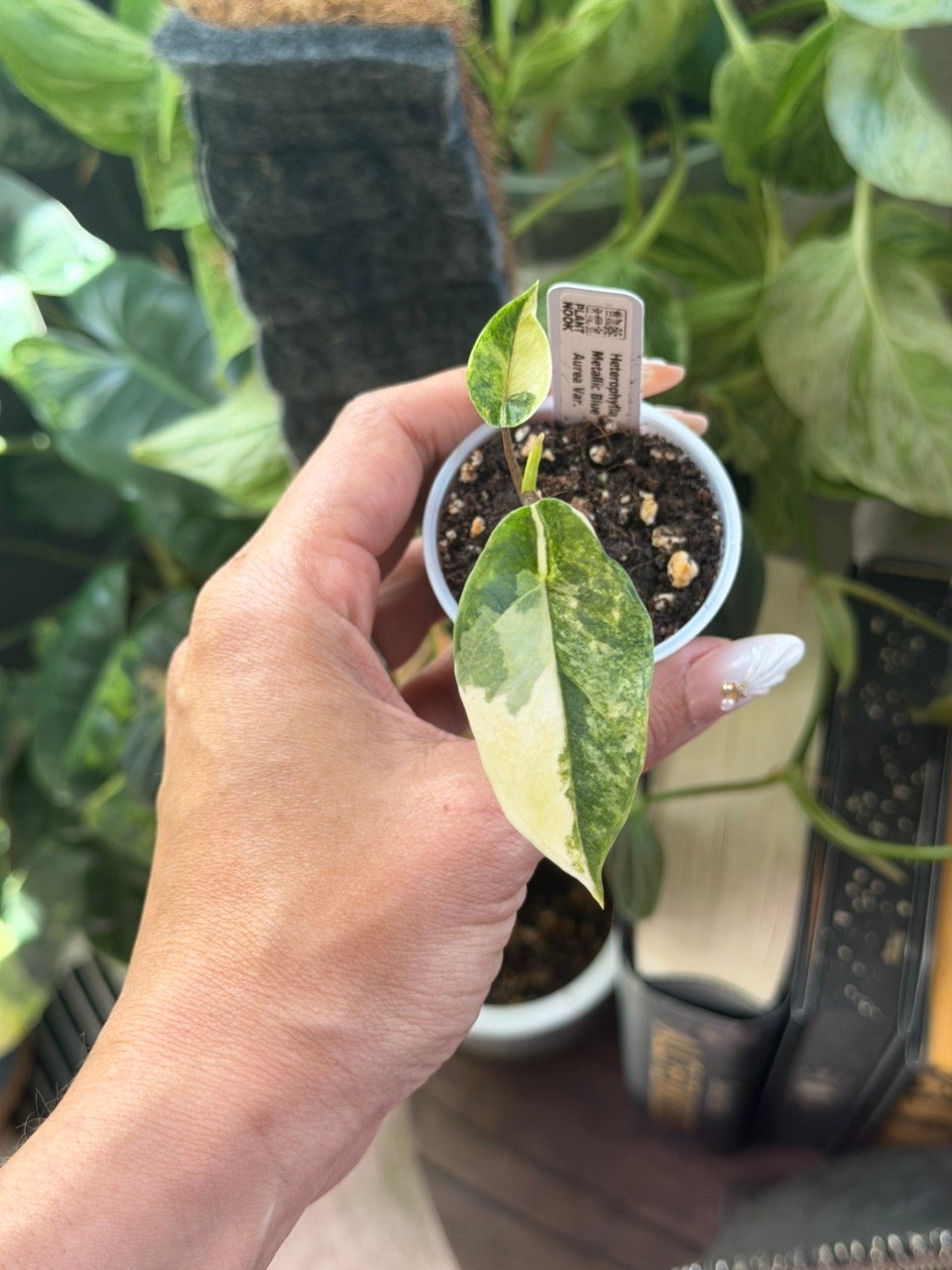 Alocasia Heterophylla Metallic Blue Aurea #0453