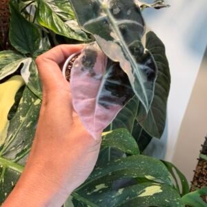 Alocasia Pink Polly #0772 (Exact Plant)