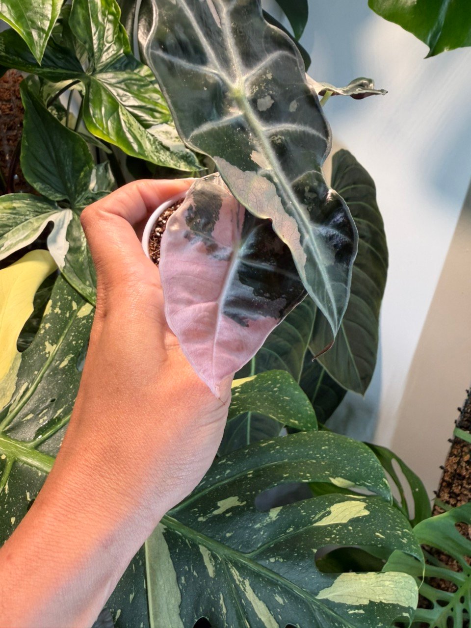 Alocasia Pink Polly #0772 (Exact Plant)