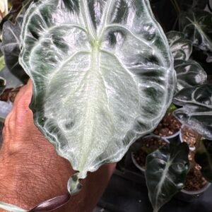 Alocasia Venom Medium size (Grower's Choice)