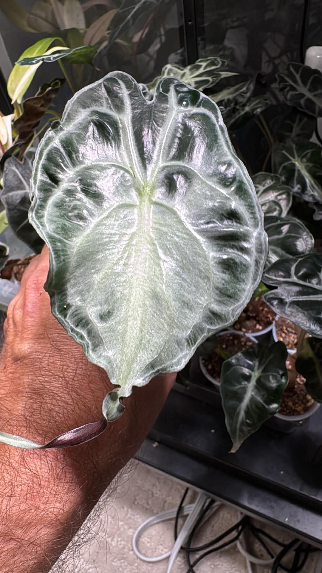 Alocasia Venom Medium size (Grower's Choice)