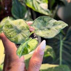 Alocasia Ninja Tricolor Variegated