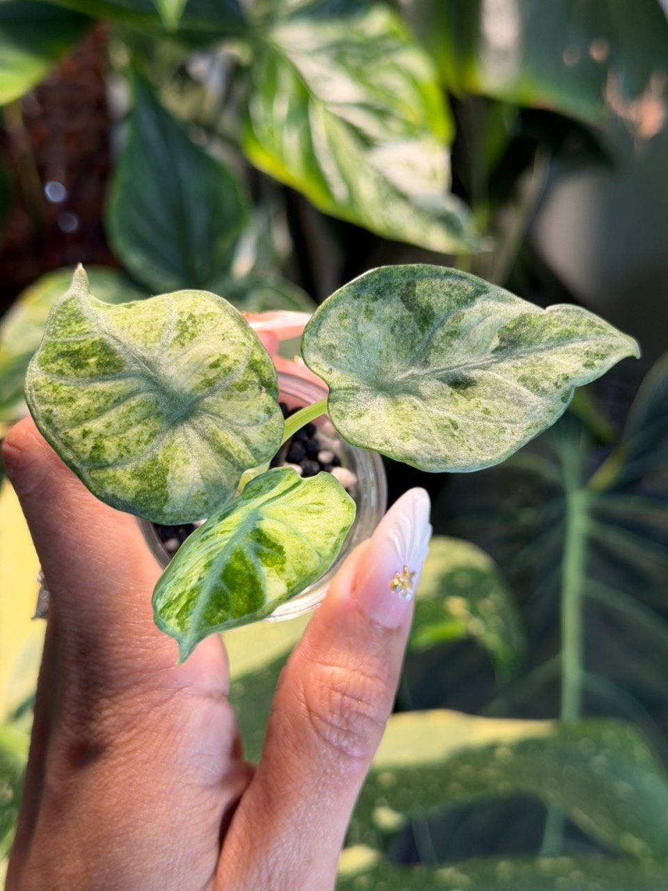 Alocasia Ninja Tricolor Variegated
