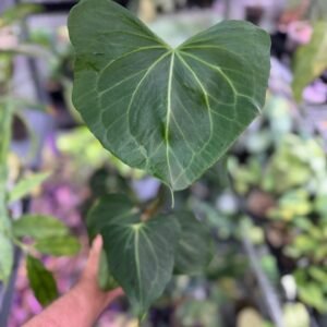 Anthurium delta force medium size plant for sale