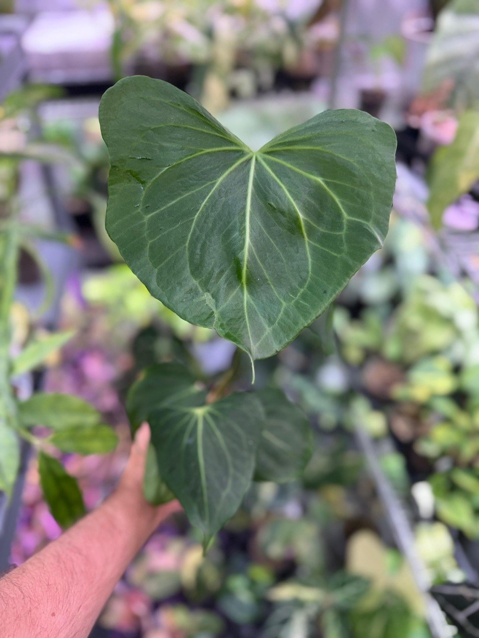 Anthurium delta force medium size plant for sale
