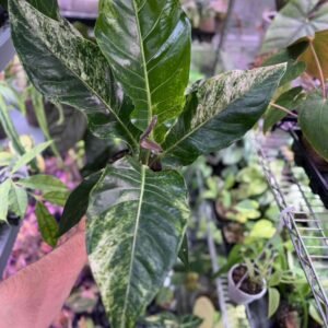 Anthurium Renaissance Variegated Rare Bird's Nest Aroid for sale