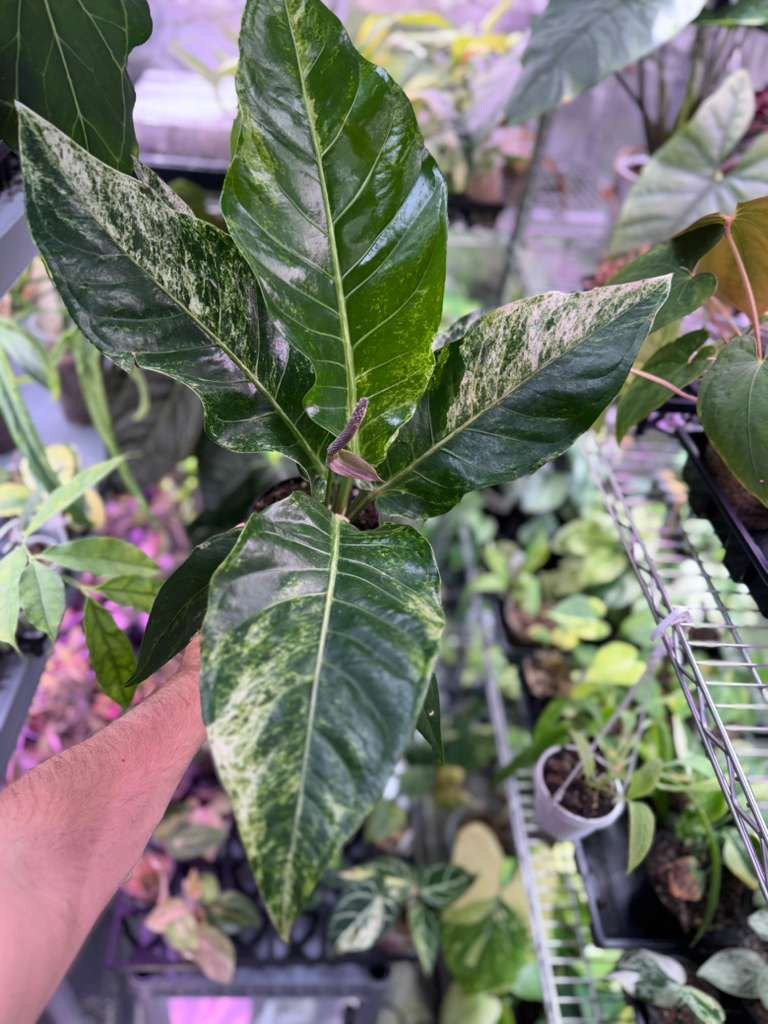 Anthurium Renaissance Variegated Rare Bird's Nest Aroid for sale