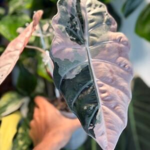 Chantrieri Pink #2 2