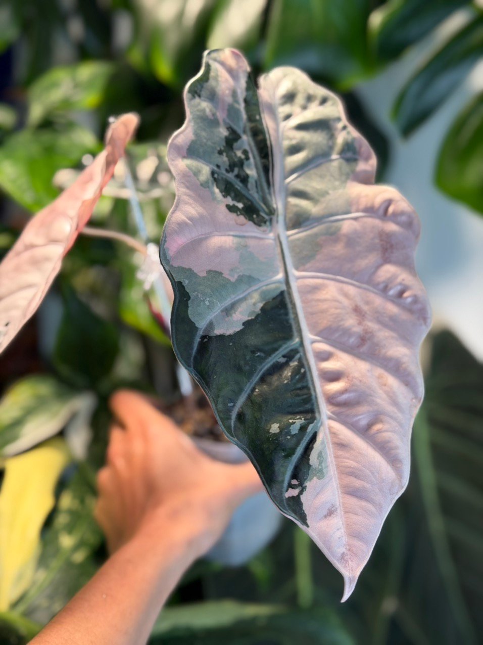 Chantrieri Pink #2 2