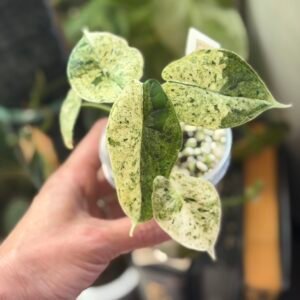 Dragon Scale Mint 4