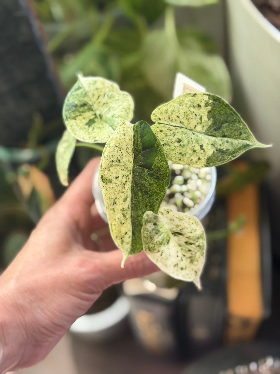 Dragon Scale Mint 4