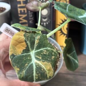 Alocasia Black Velvet Gold Variegated