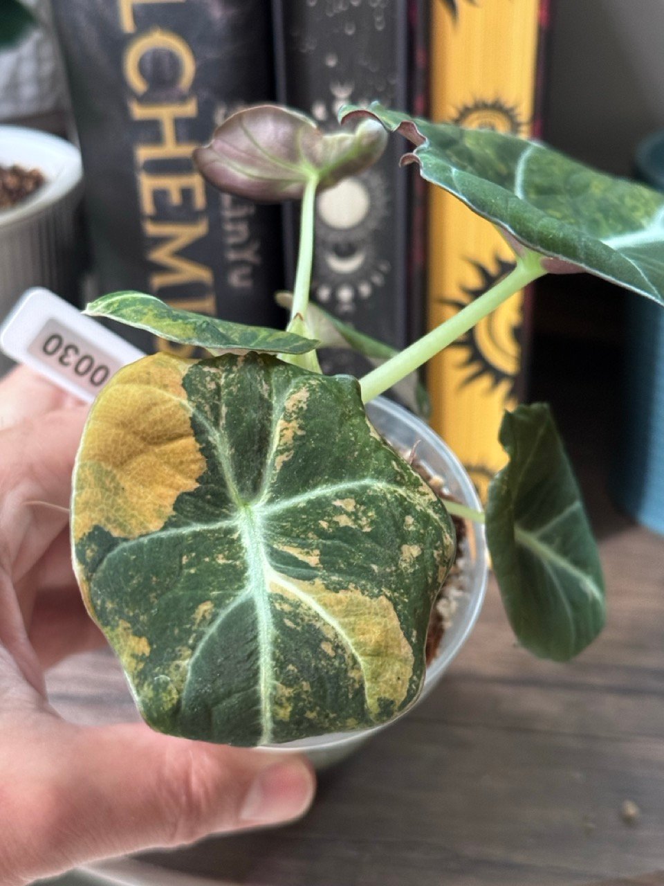 Alocasia Black Velvet Gold Variegated