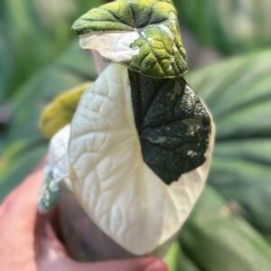 Alocasia Melo Albo Variegated #333