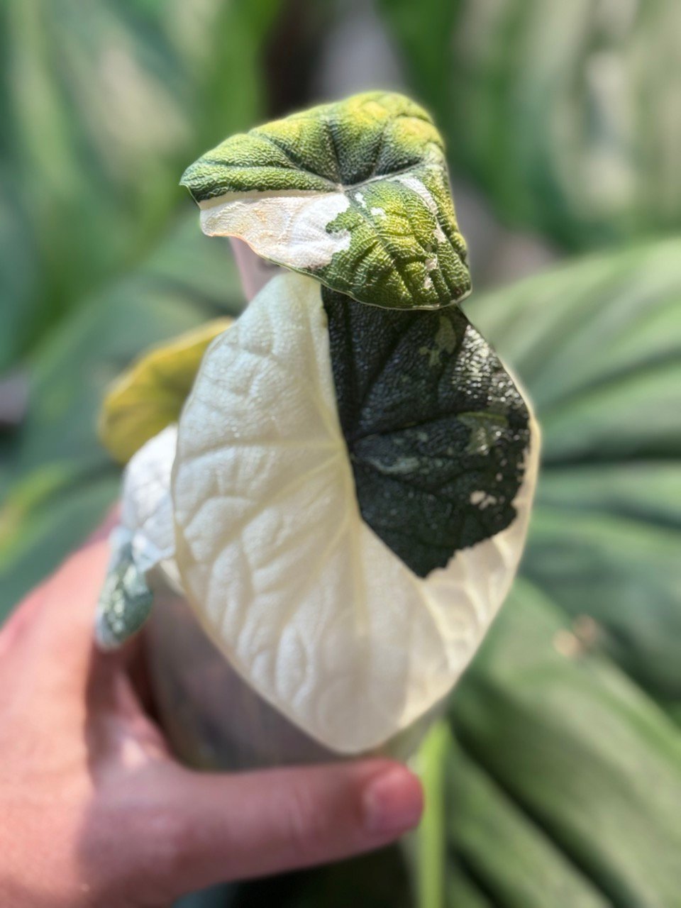 Alocasia Melo Albo Variegated #333