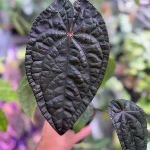 The Anthurium Dark Phoenix RVDP plant for sale