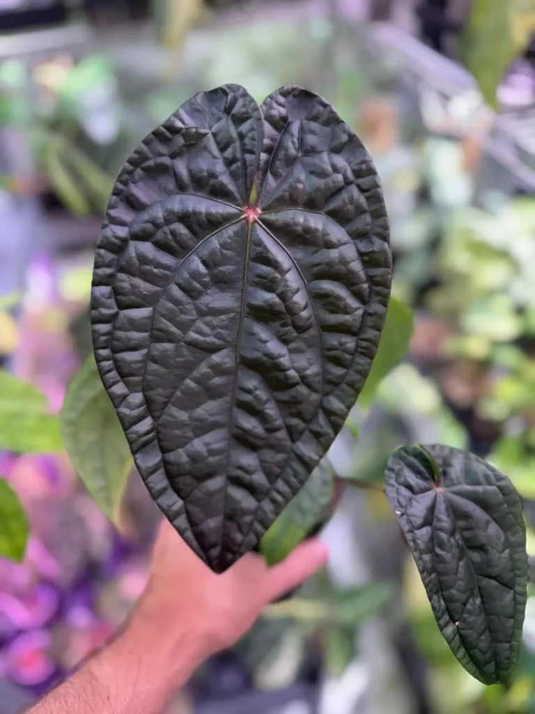 The Anthurium Dark Phoenix RVDP plant for sale
