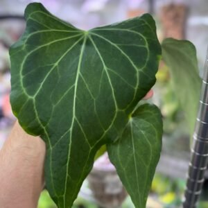 Anthurium Delta Force large size Mature flowing size plant for sale