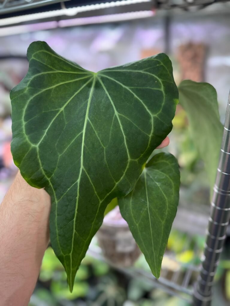 Anthurium Delta Force large size Mature flowing size plant for sale