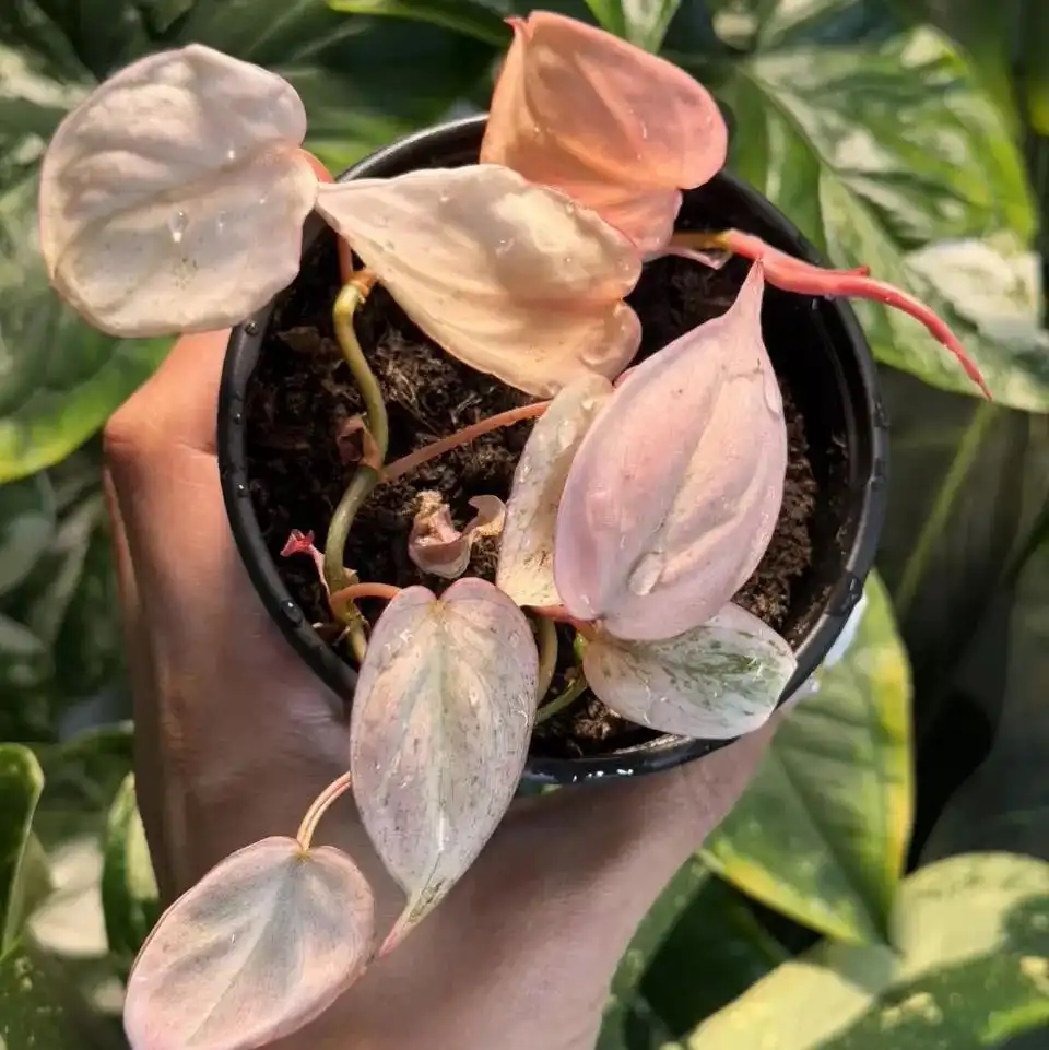 Philodendron micans mint variegated