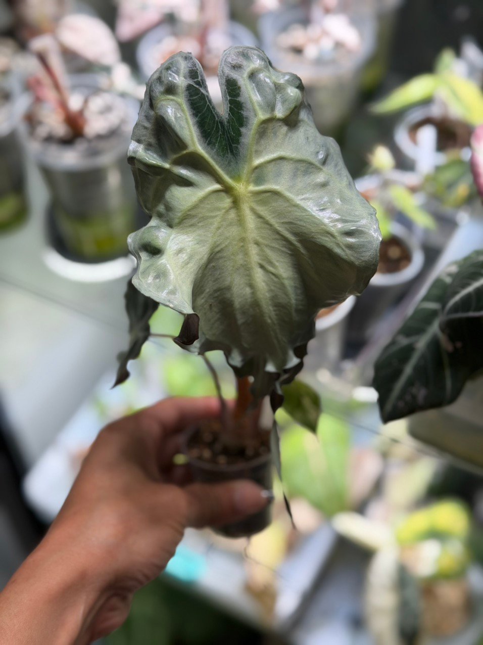 Alocasia Venom