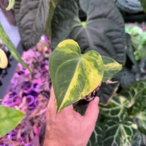 0363 Anthurium Clarinervium Variegated