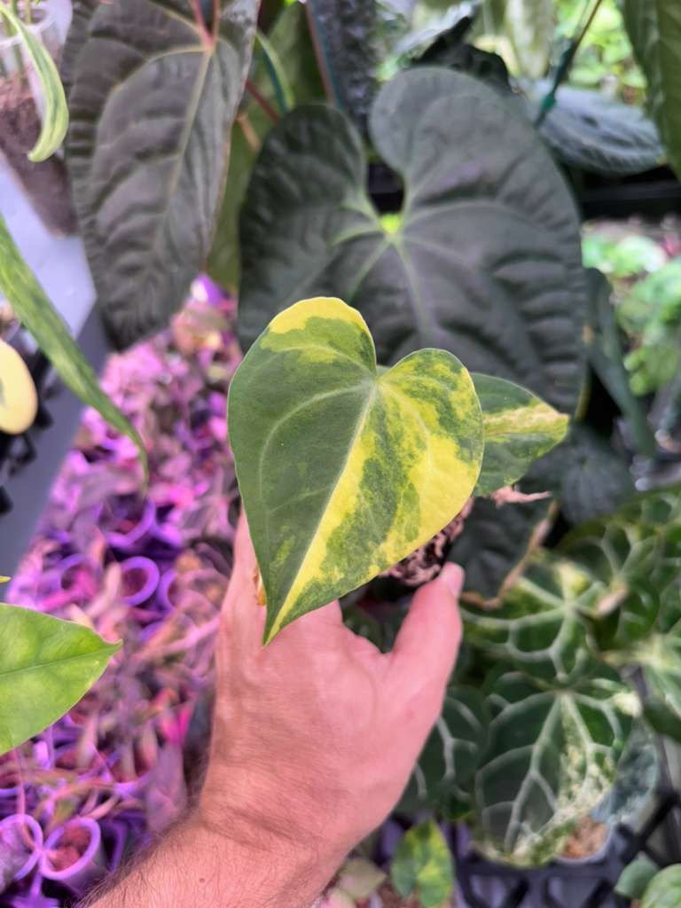 0363 Anthurium Clarinervium Variegated